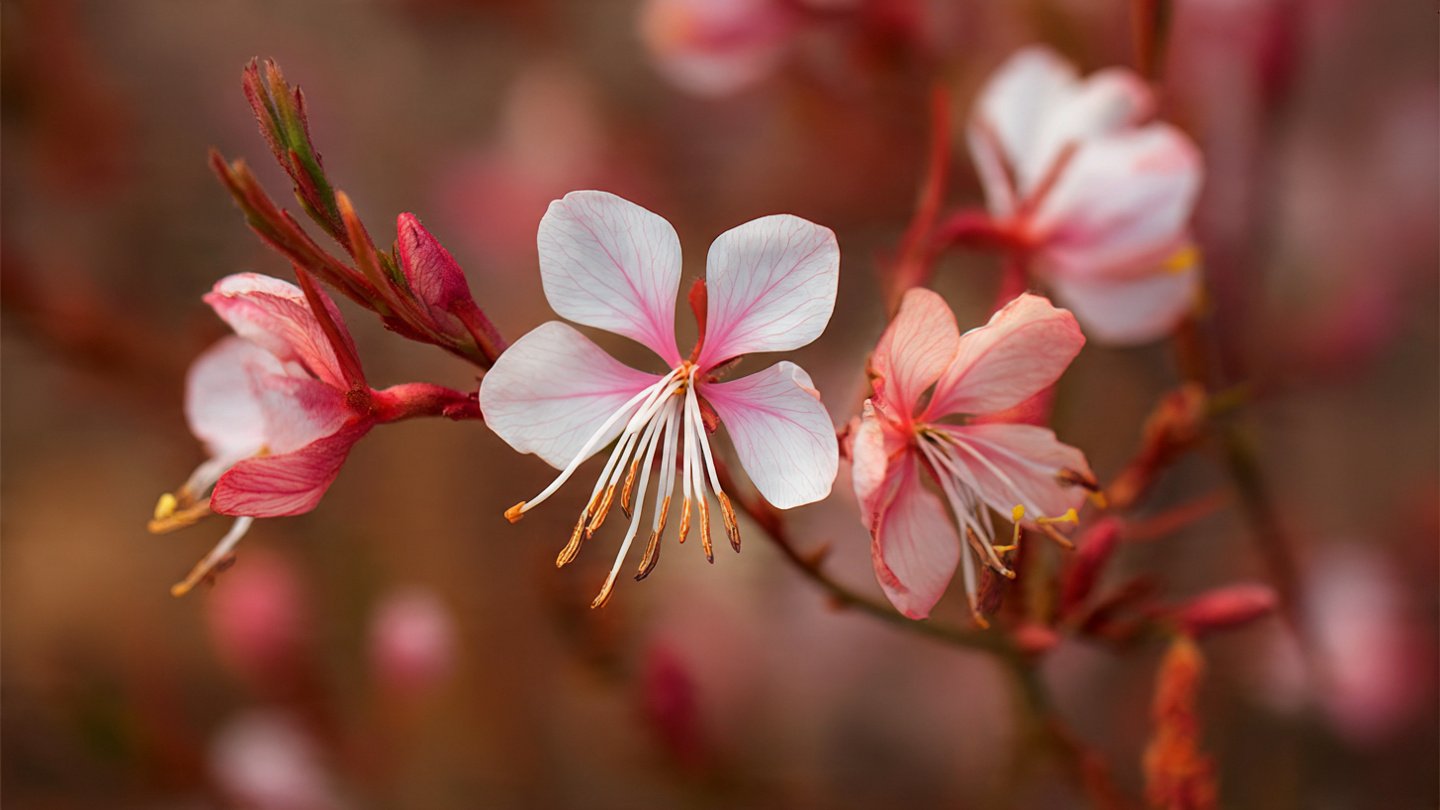 Essential Tips for Successfully Growing Gaura Butterfly Flower in Your Garden