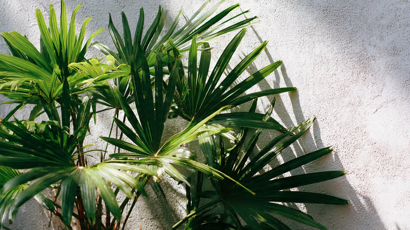 Easy Hack to Successfully Cultivate Fan Palm Outdoors for Lush Greenery All Year Round