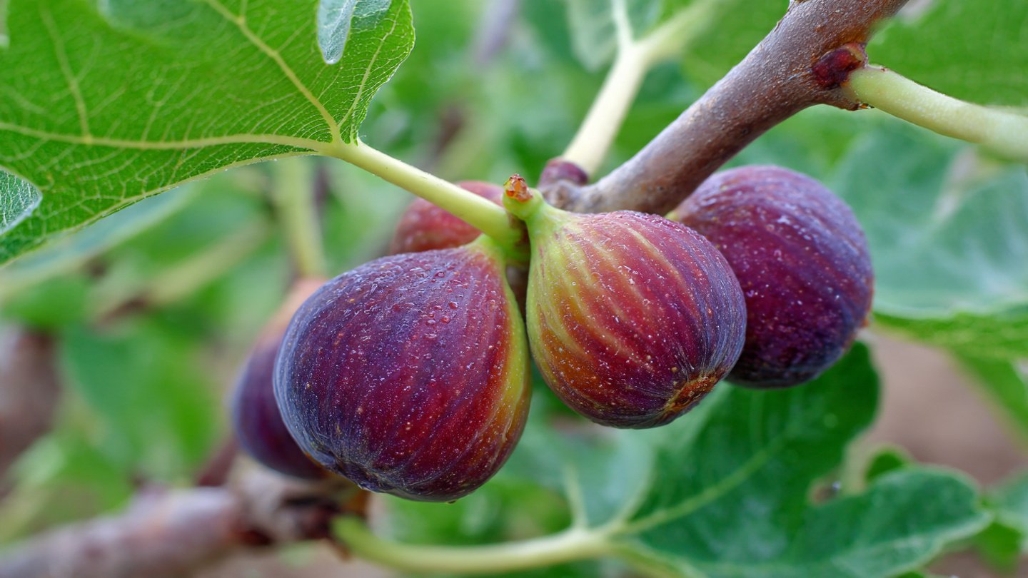 Discover the Easy Method for Growing Figs in Cold Climates While Maximizing Flavor and Yield