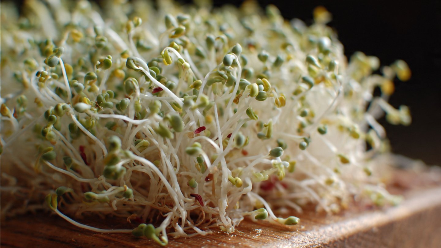 Simple Steps for Growing Alfalfa Sprouts at Home Without Complications