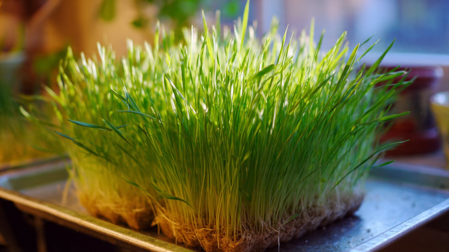 How to Easily Grow Wheatgrass at Home: A Simple Way to Enhance Your Health