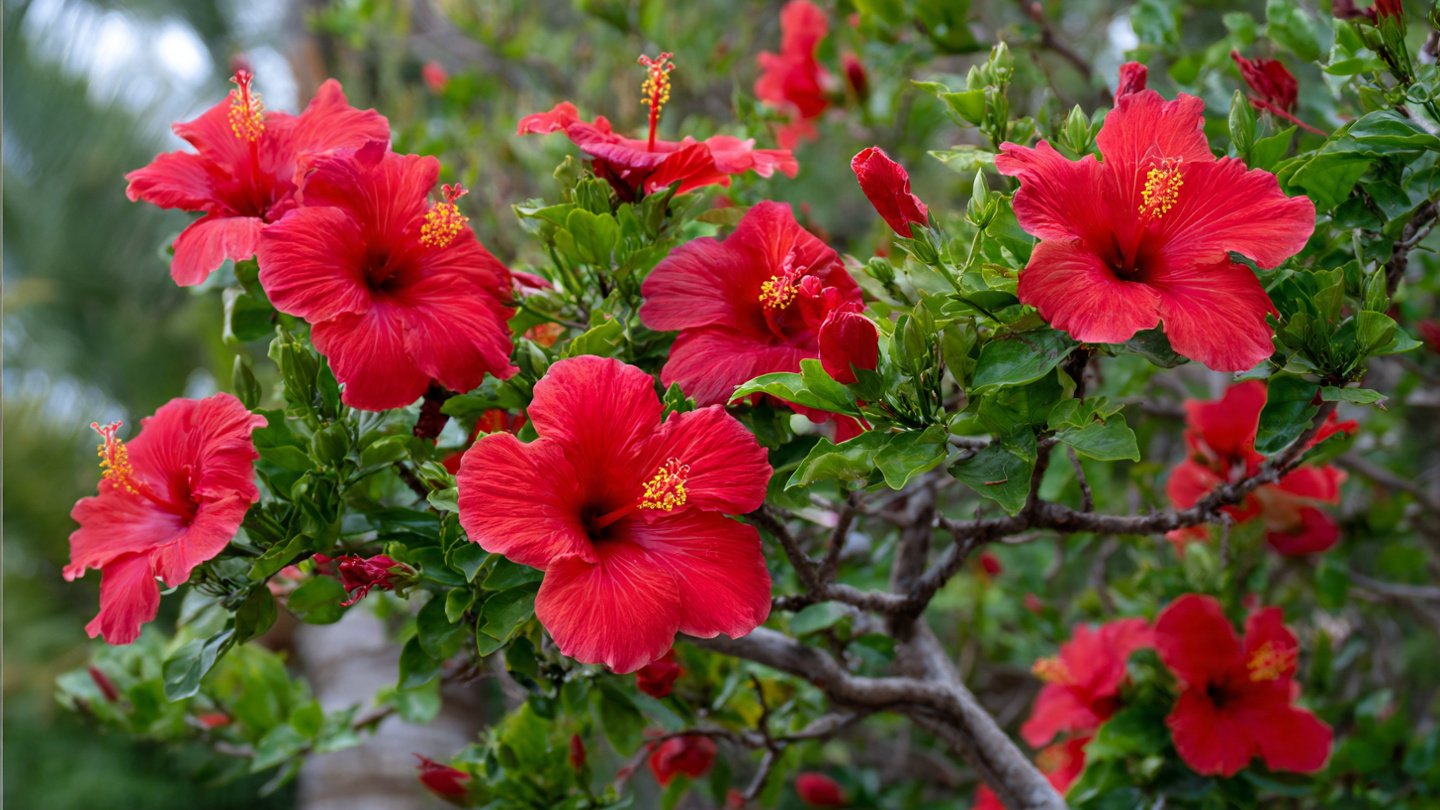 How to Easily Grow Hibiscus as a Garden Tree: A Simple Method for Thriving Blooms
