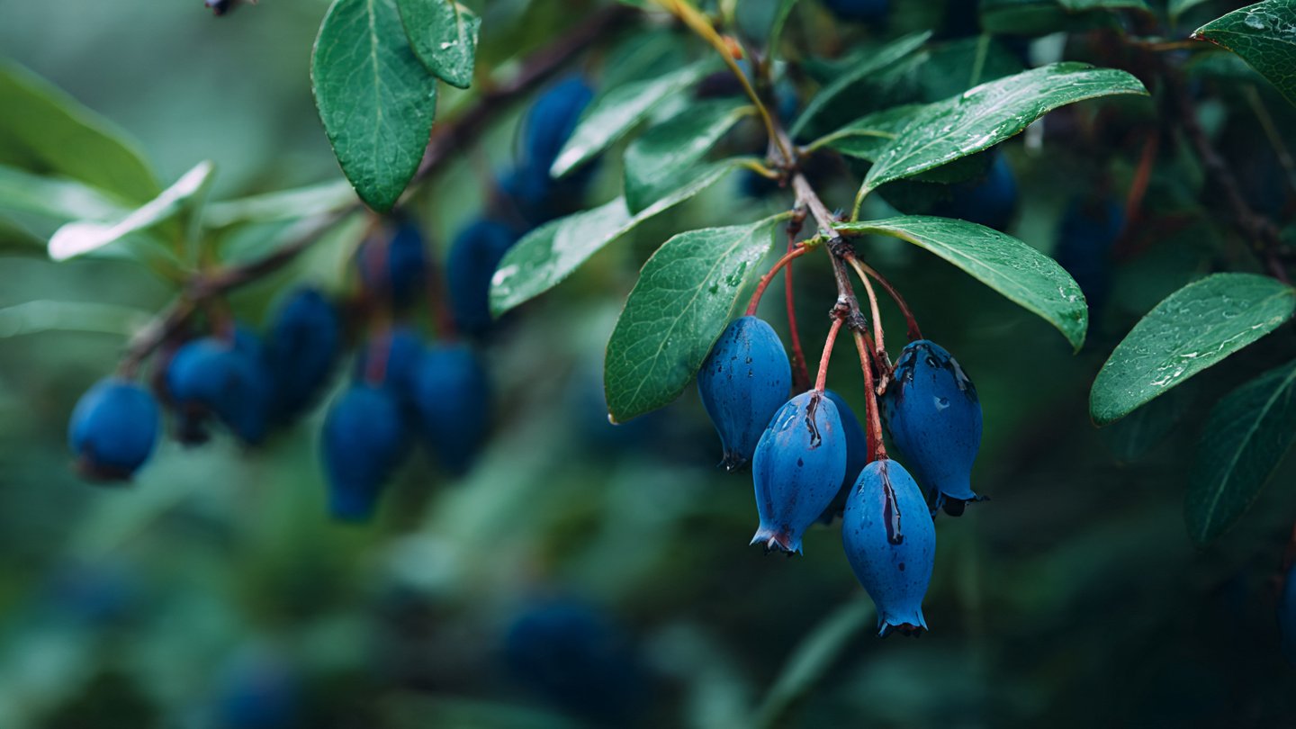 How to Successfully Grow Honeyberry at Home for Delicious Berries Year Round