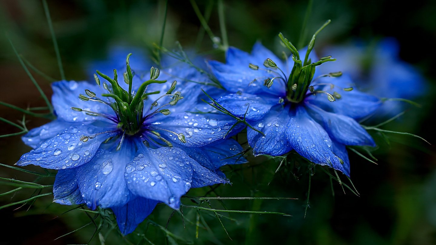 How to Easily Grow Love in a Mist: The Best Method Revealed