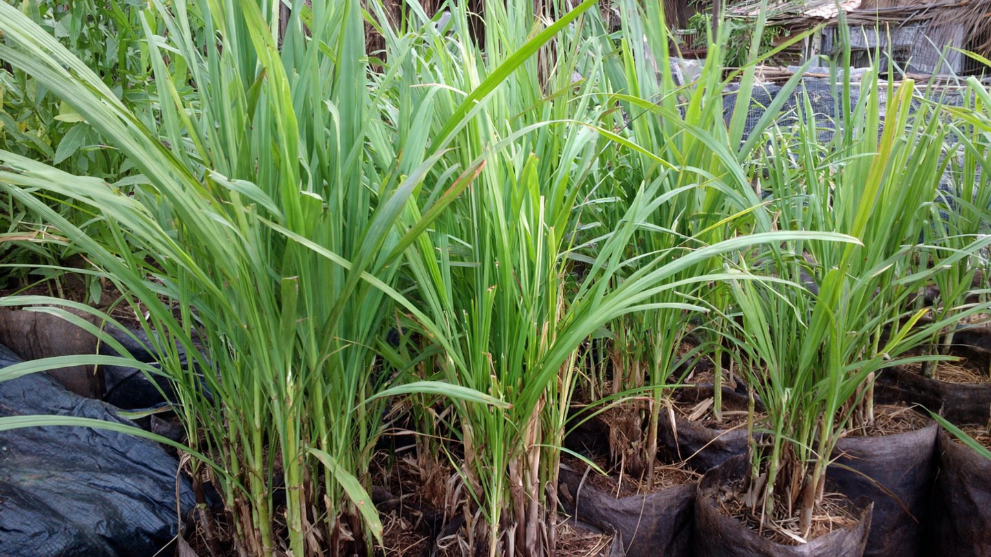 How to Use Lemongrass Plant Division for Fast Growth and Healthy Harvests