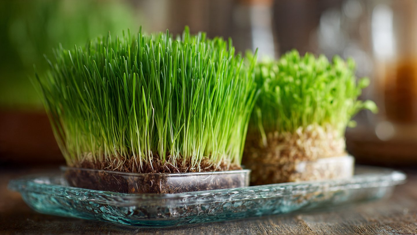 How to Master the Best Way to Grow Wheatgrass Year Round for Optimal Health