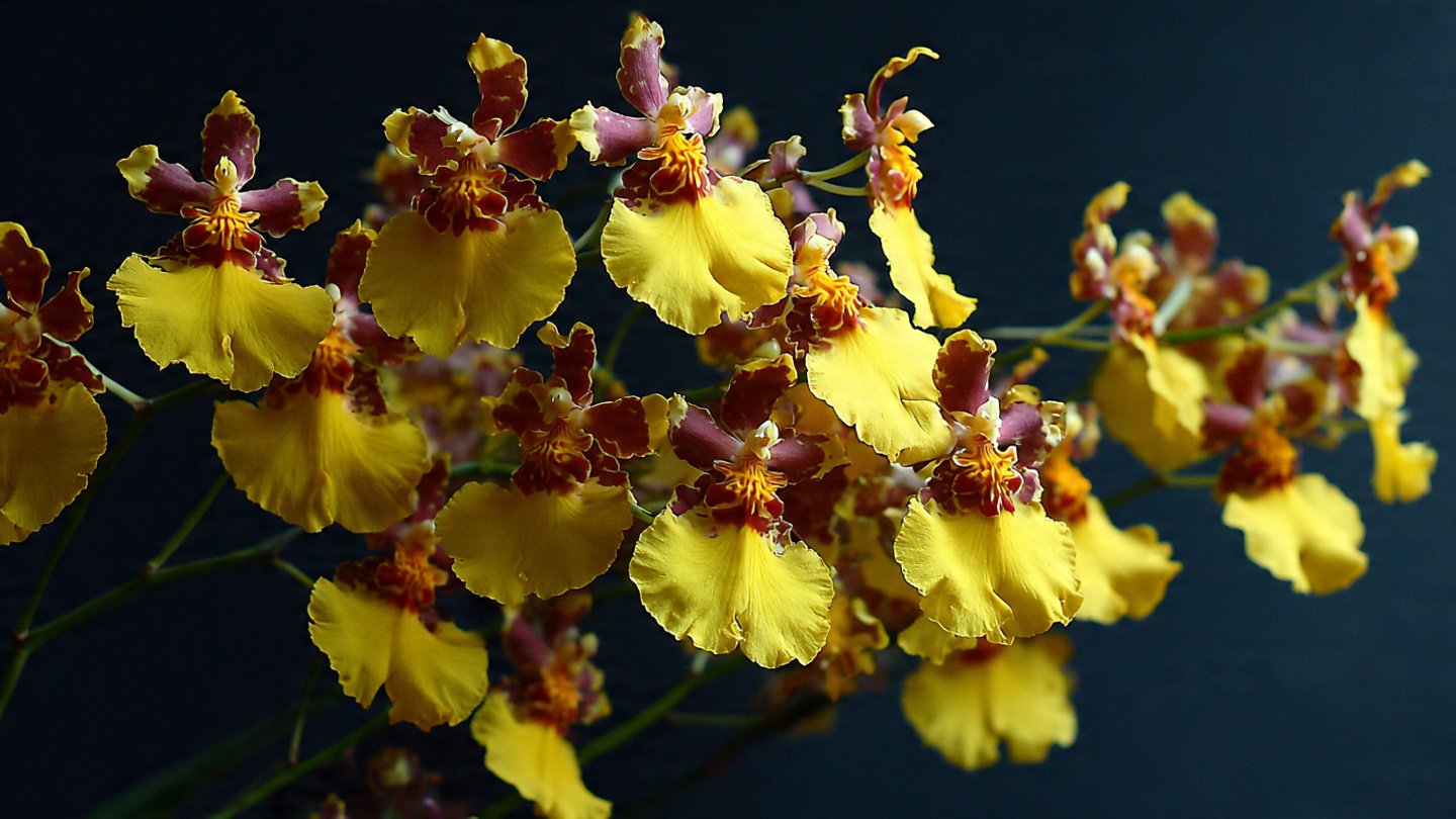 Best Method to Grow Turmeric in Pot for Maximum Yield and Flavor