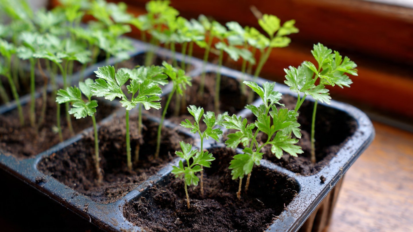 How to Use the Parsley Seeds Quick Sprouting Trick for Faster Germination