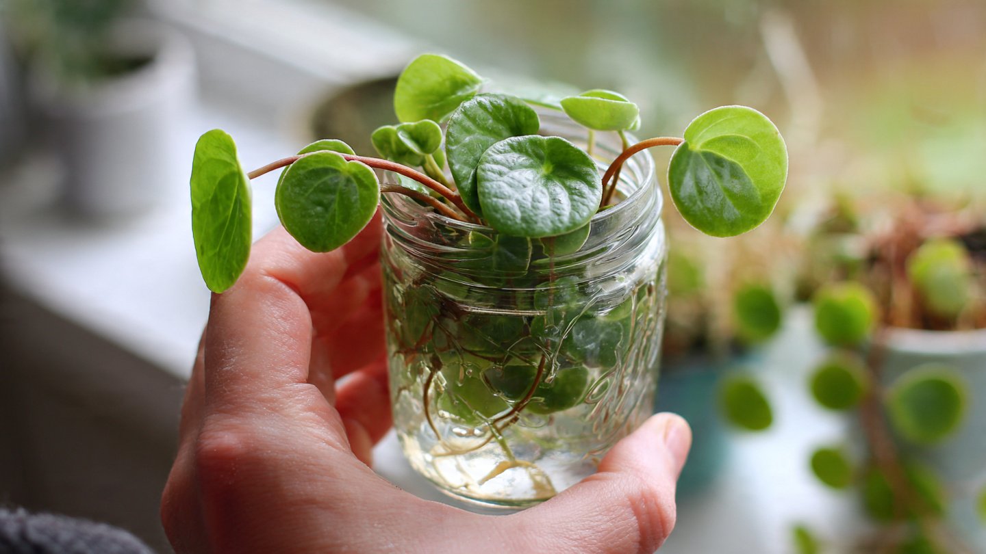 How to Successfully Propagate Peperomia from Leaf: The Best Method Revealed