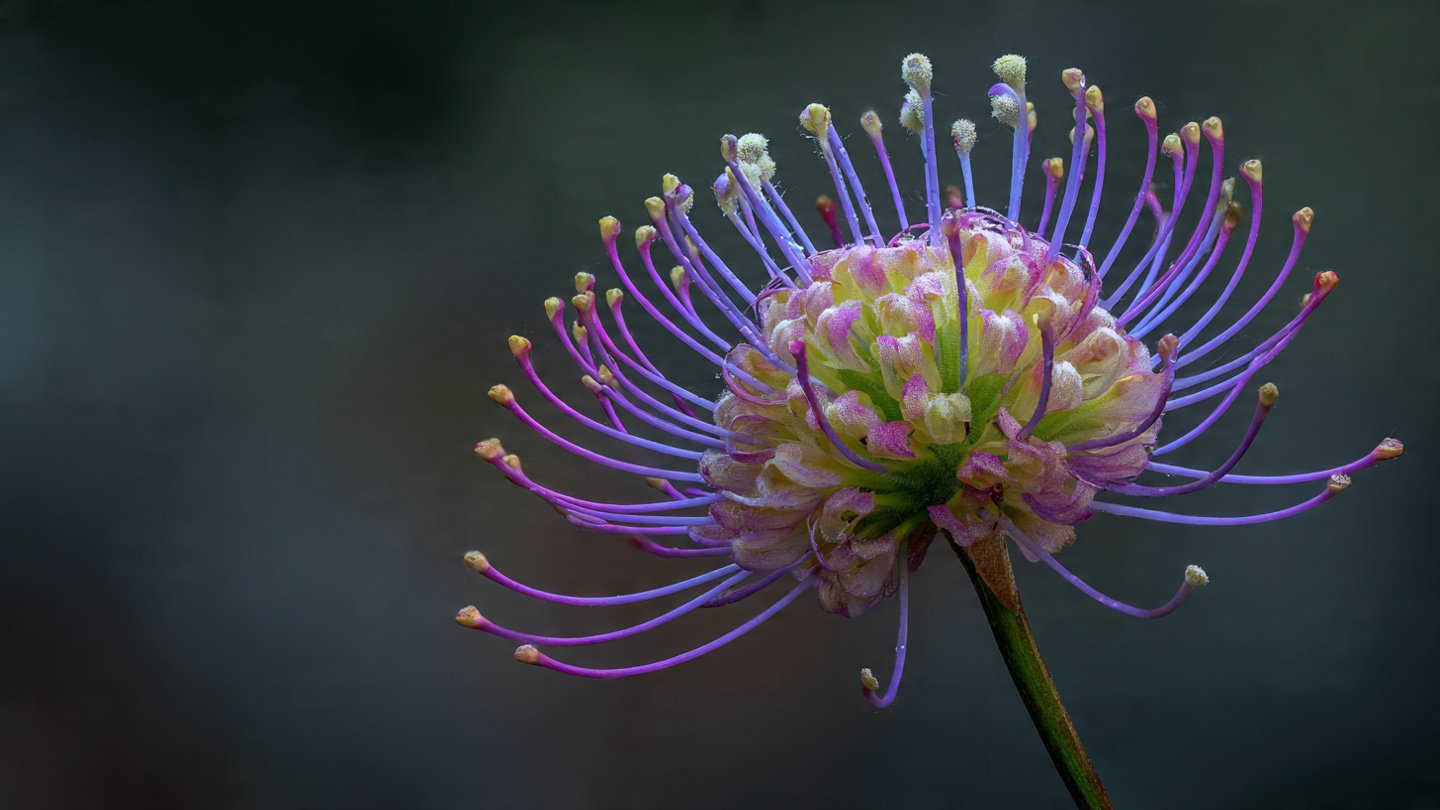 How to Achieve the Best Way to Grow Pincushion Flower Tall