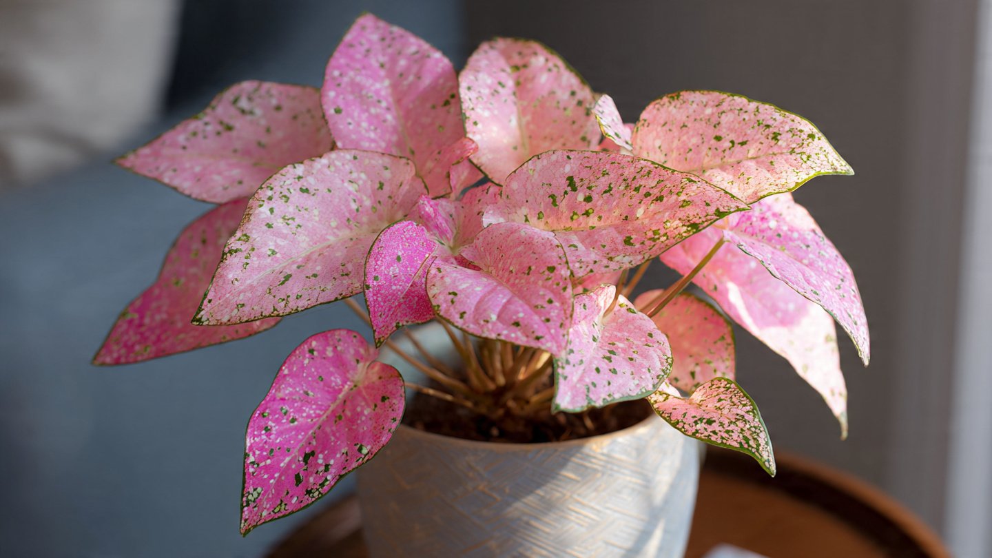 How to Grow a Pink Polka Dot Plant Indoors: Tips for Thriving Houseplants