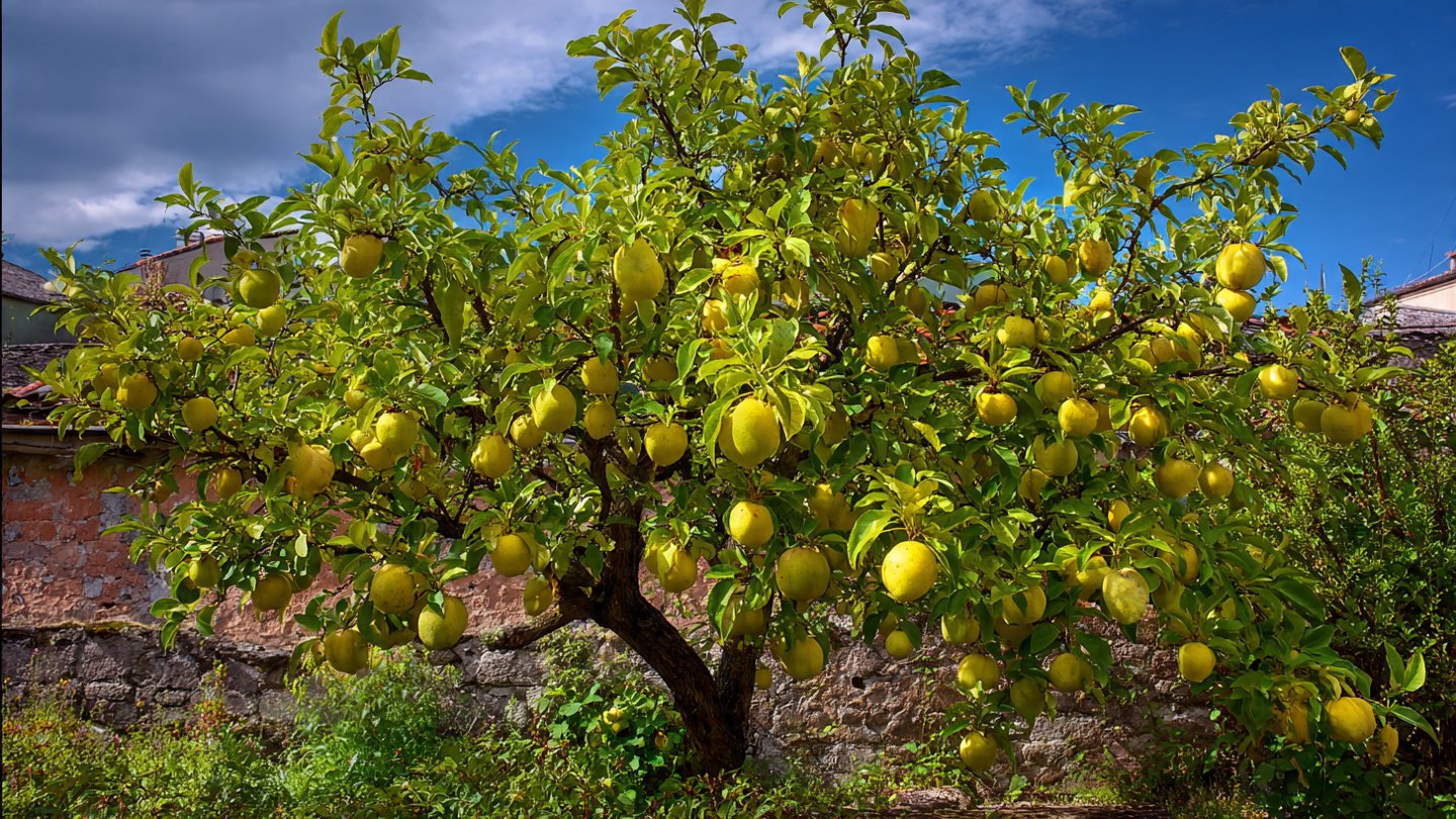 Easy Steps to Successfully Grow Quince in Your Backyard Without Any Complicated Techniques