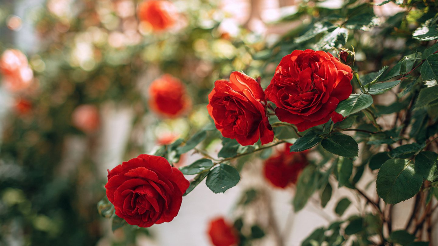 The Ultimate Guide to Successfully Growing Rose Plants During the Summer Months