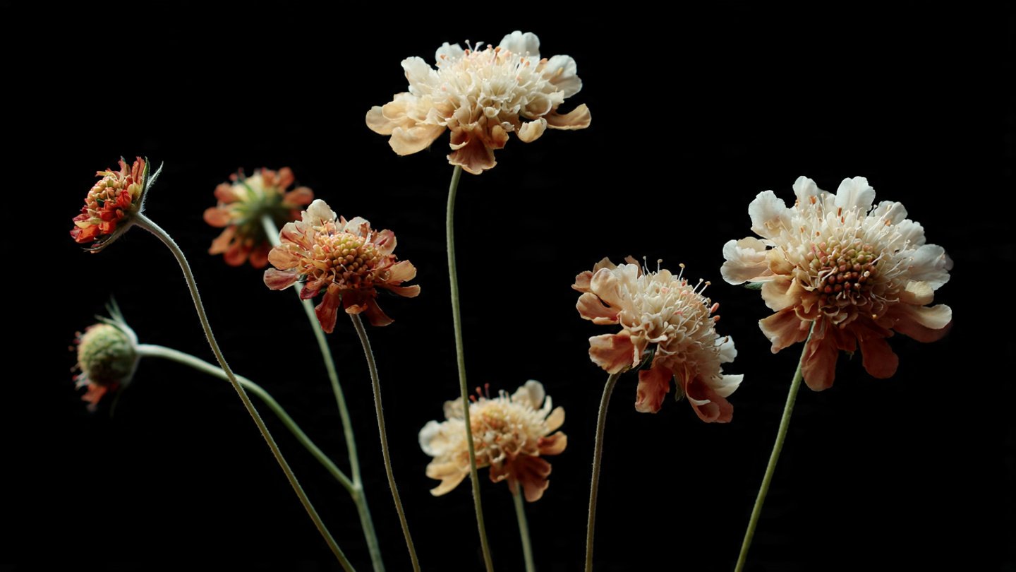 How to Successfully Grow Scabiosa from Seed: A Simple Way to Nurture These Beautiful Flowers