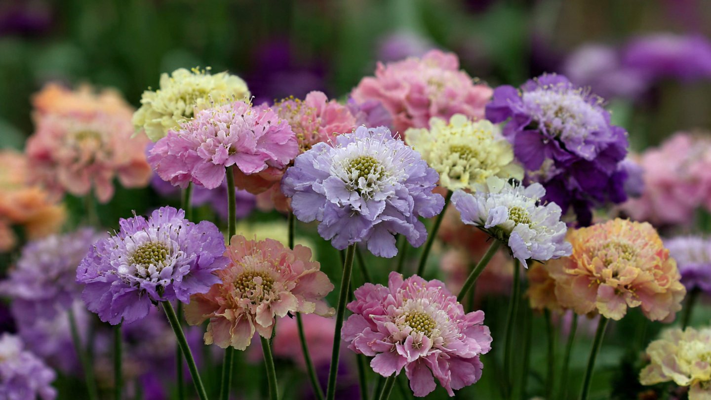 How to Grow Scabiosa in Beautiful Pastel Colors for a Stunning Garden Display