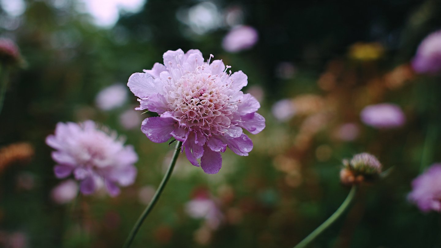 How to Grow Scabiosa: A Pollinator-Friendly Addition to Your Garden