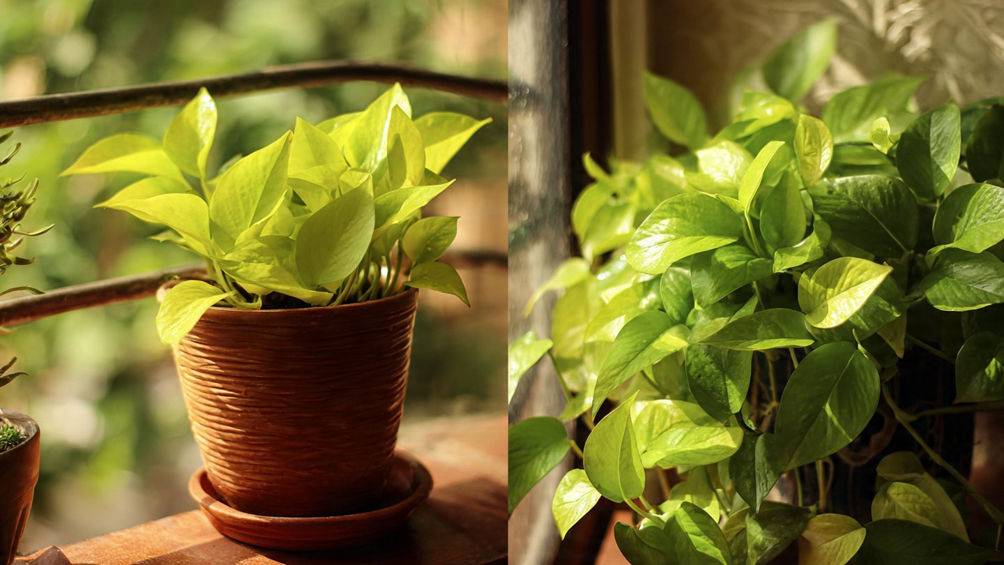 Simple Guide to Successfully Grow Golden Money Plant in Pot for Beginners and Plant Enthusiasts