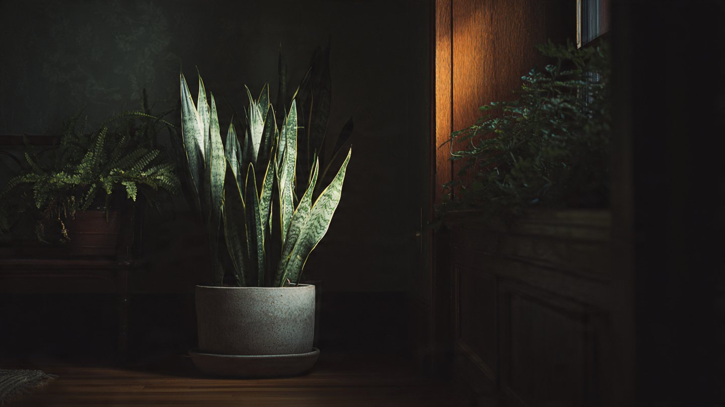 Discover Simple Techniques for Successfully Growing Snake Plants in Low Light Environments