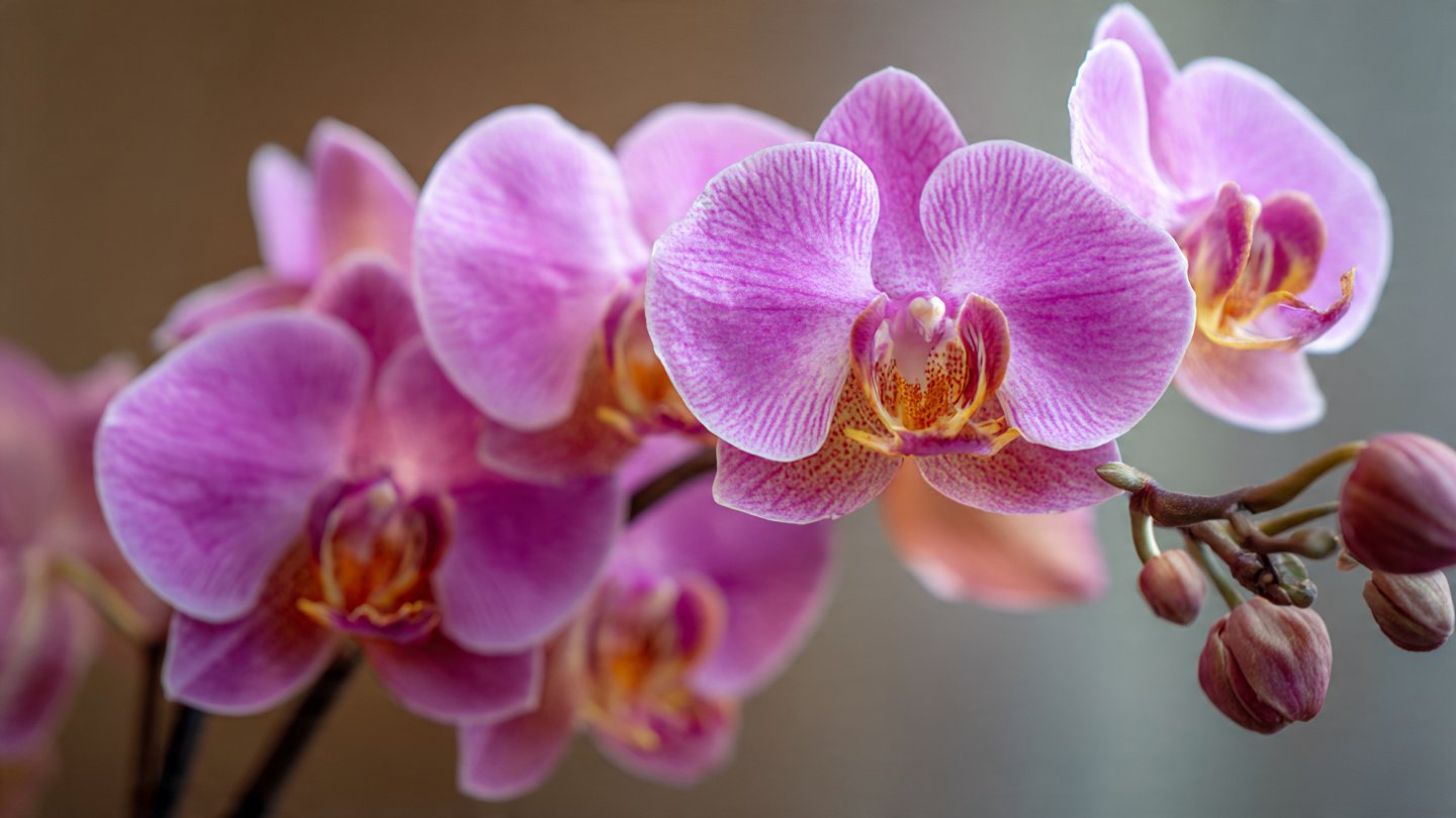 How to Successfully Grow Beautiful Orchids in Your Home Environment