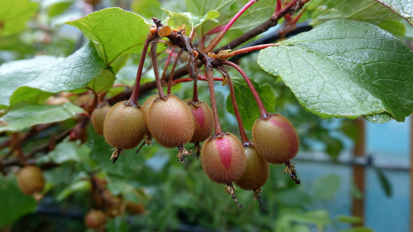 How to Successfully Grow Delicious Kiwi Berries in Your Backyard Garden