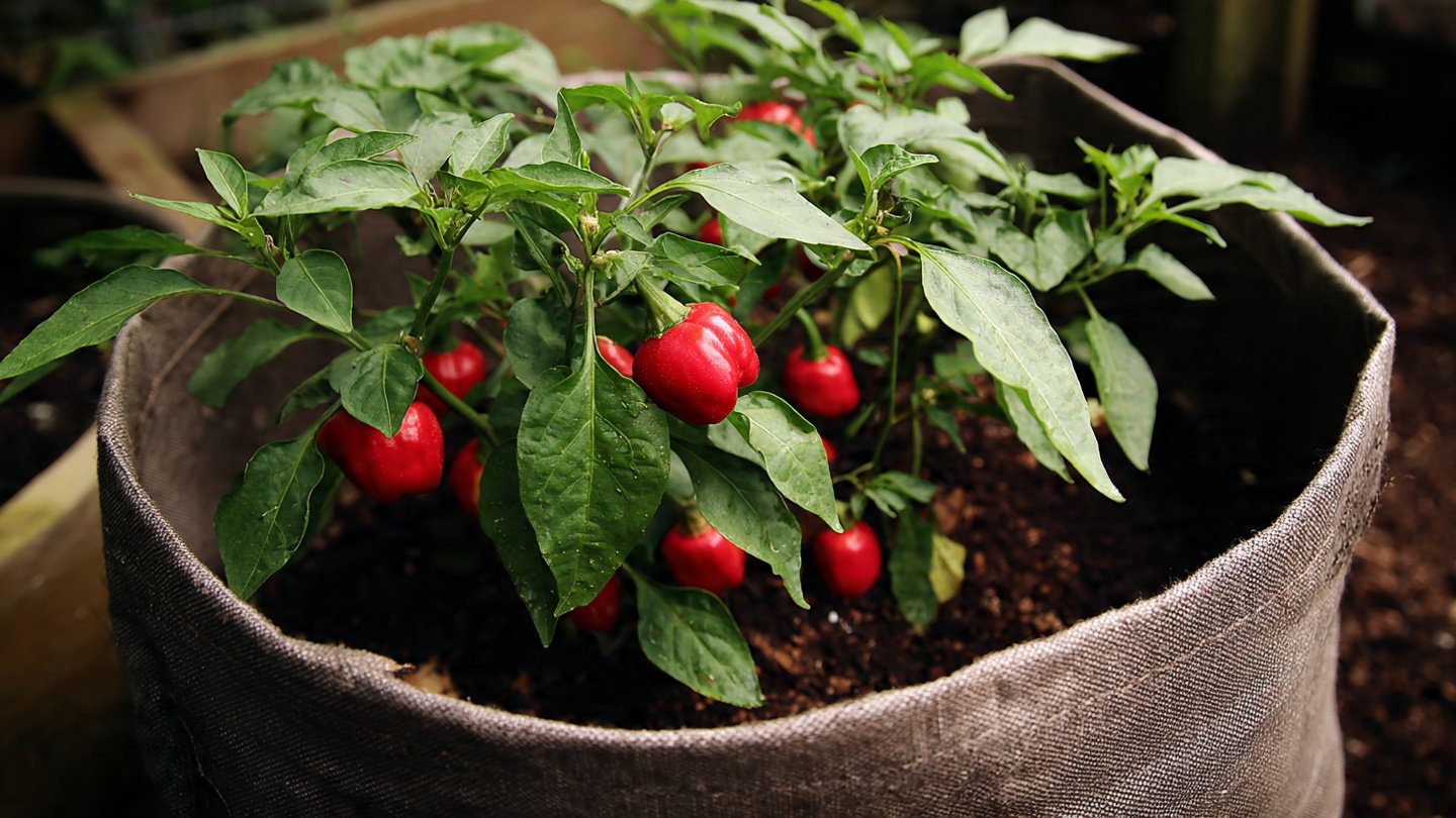 Simple Guide to Successfully Growing Chilli Peppers in a Grow Bag at Home