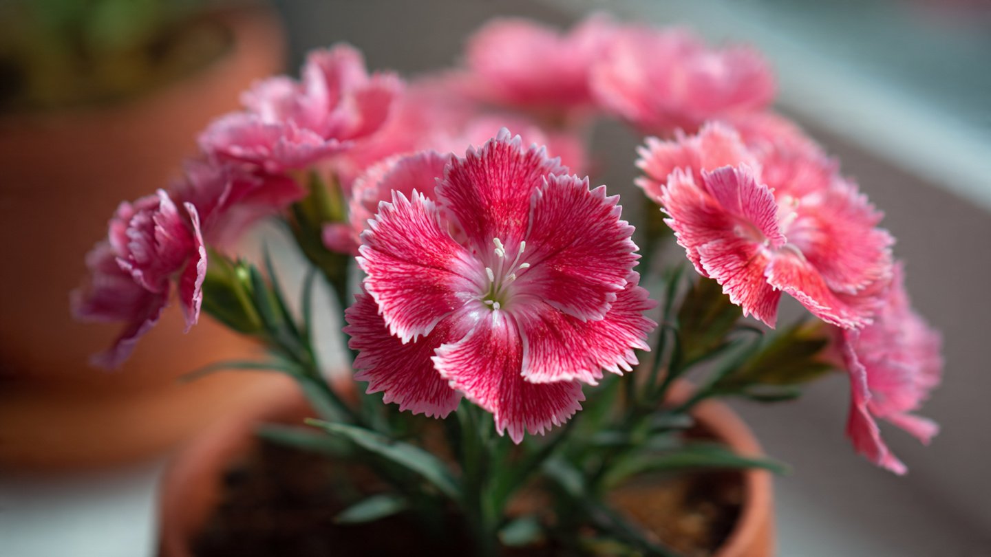 Easy Guide to Successfully Growing Indoor Dianthus for Beginners