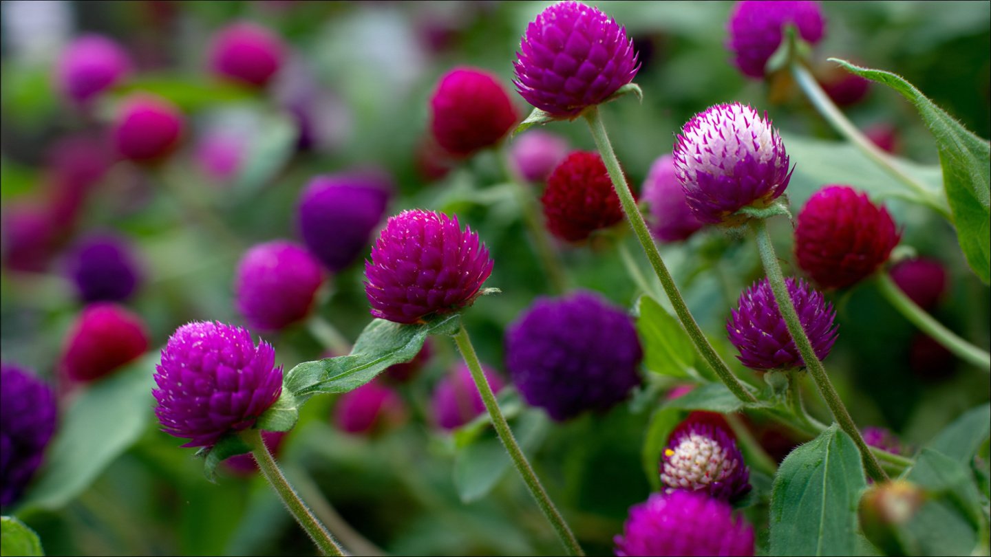 How to Successfully Grow Gomphrena Cut Flowers for a Vibrant Garden