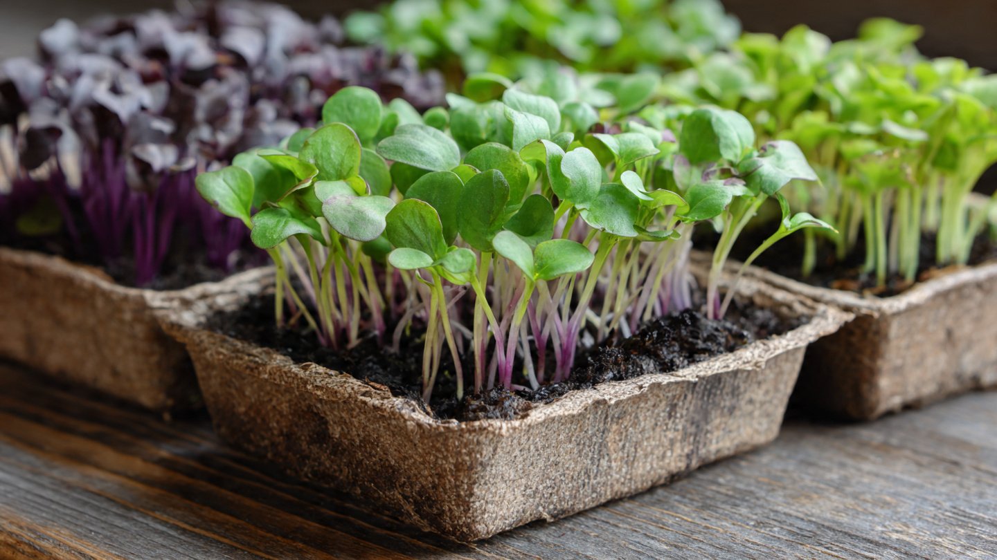 The Ultimate Guide to Cultivating Your Own Pak Choi Microgreens at Home for Fresh Nutritious Delights