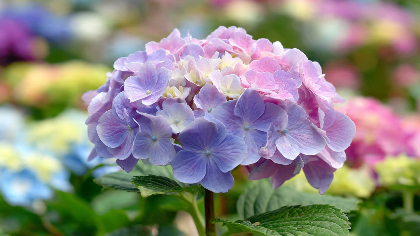 The Ultimate Guide to Growing Hydrangeas for Stunning Garden Aesthetics