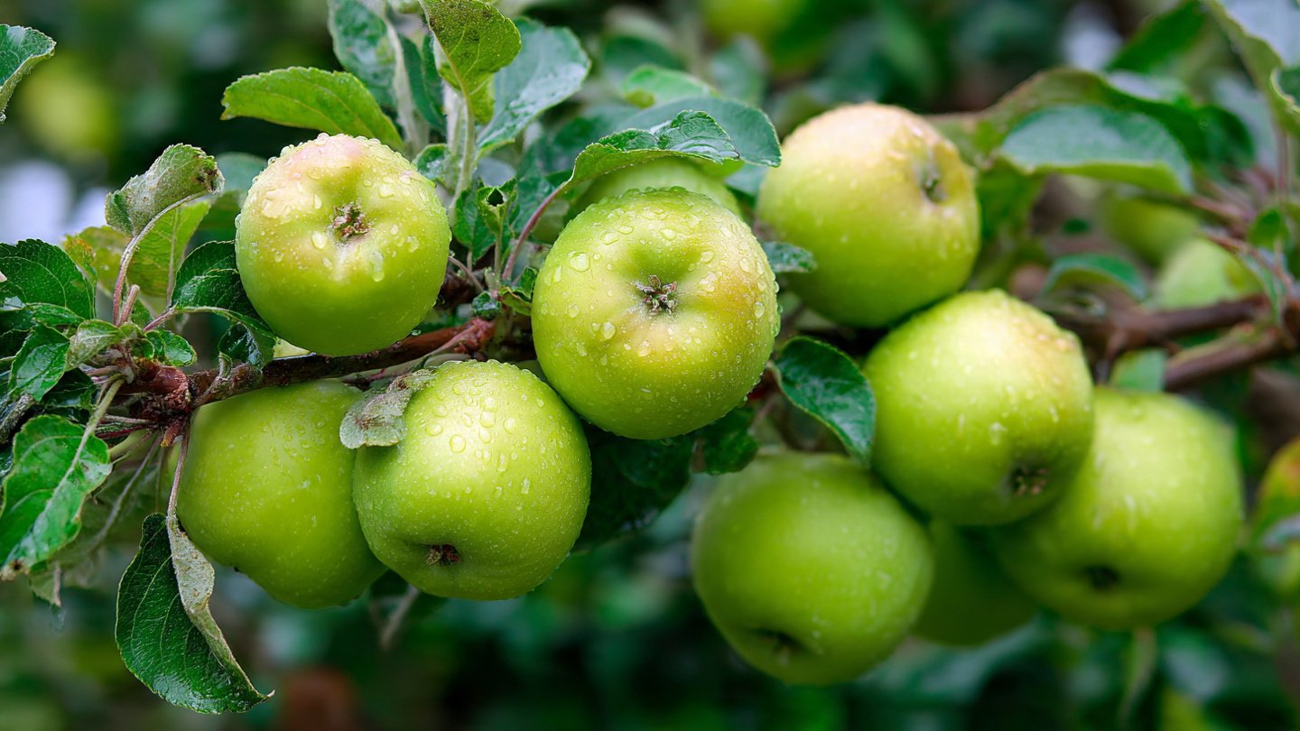 The Ultimate Guide to Successfully Growing Green Apples in Containers at Home