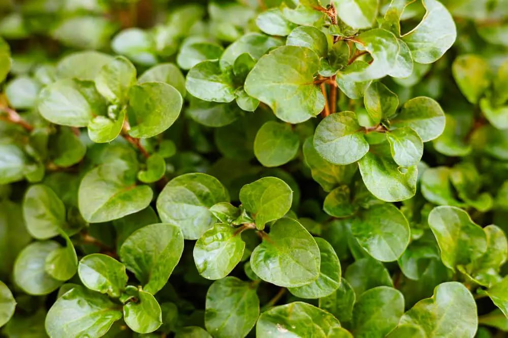 How Can You Safeguard Your Balcony Garden Against Strong Winds?