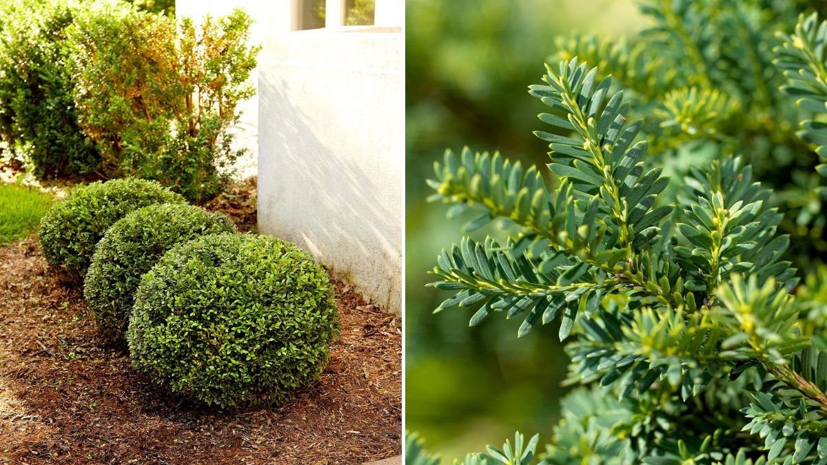 Want Year-Round Color? Plant These 21 Evergreen Shrubs for a Vibrant Garden