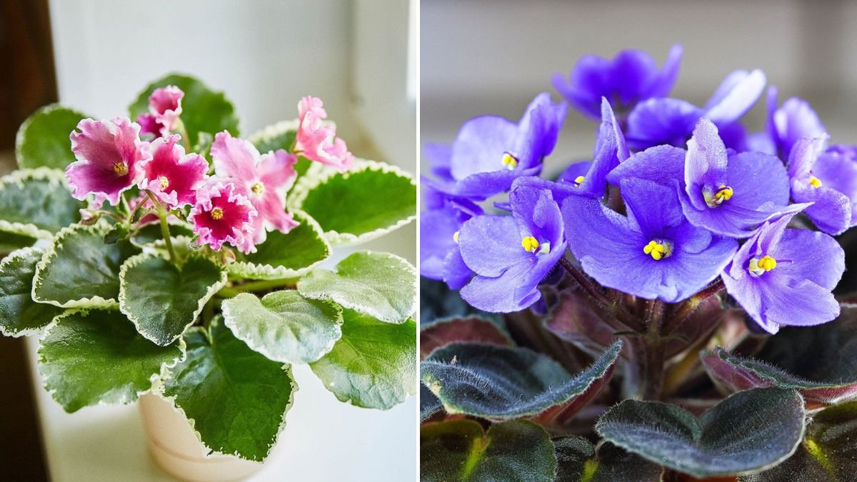 African Violet Care Made Simple: Expert Tips for Thriving Plants