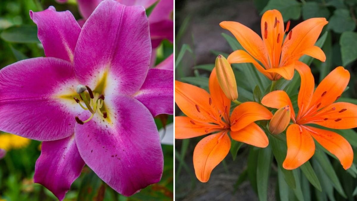 10 Lilies Every Gardener Should Know: A Complete Guide