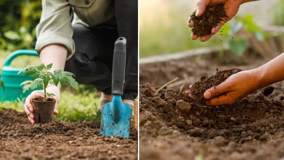 Planting Depth Matters More Than Fertilizer: Key Tips for Thriving Gardens