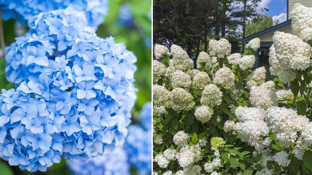 10 Flowering Shrubs to Try Instead of Hydrangeas for a Vibrant Garden