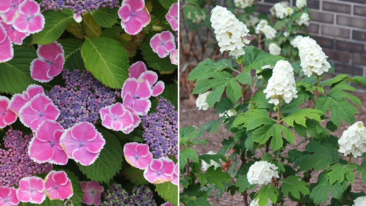 Hydrangea Varieties That Can Thrive in Cold Winter Temperatures