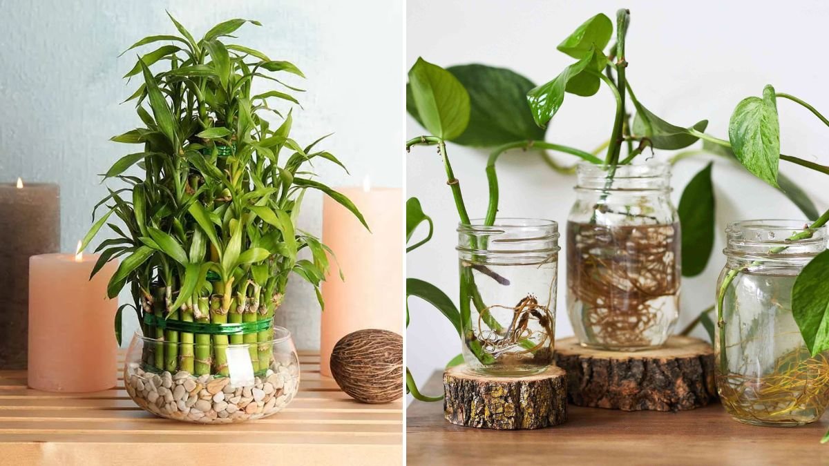 8 Plants That Thrive in Water: From Pothos to Lucky Bamboo