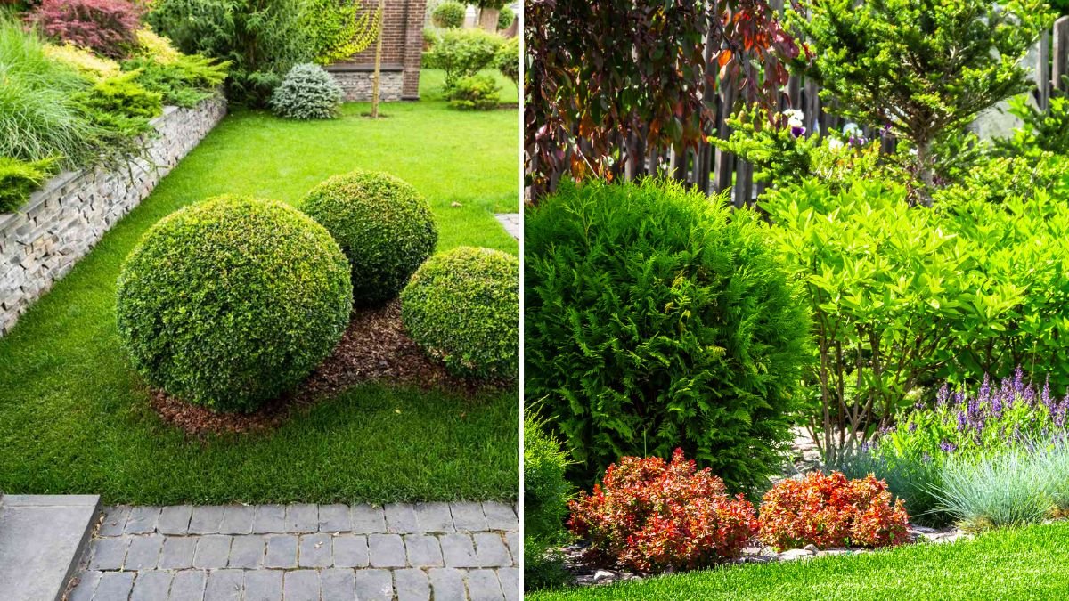 Top 15 Shrubs to Boost Your Home’s Curb Appeal