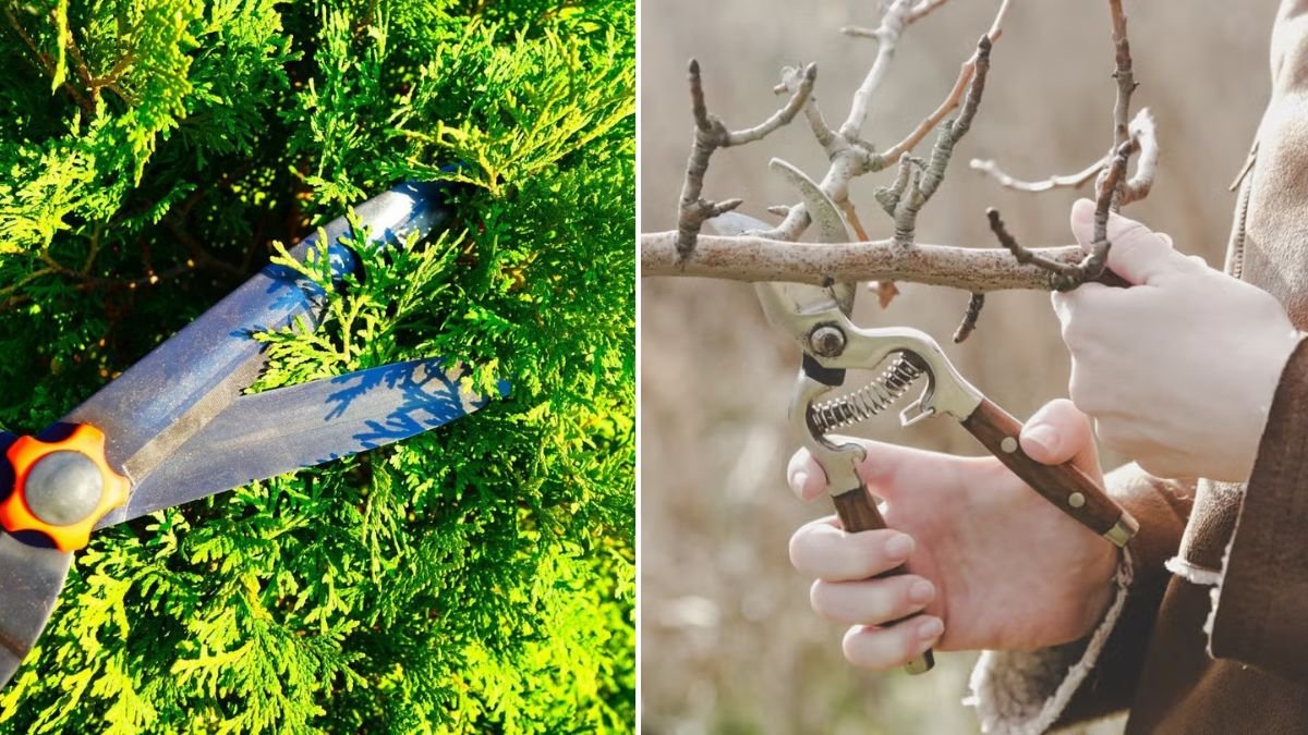 January Pruning Guide: 5 Key Plants to Trim This Month