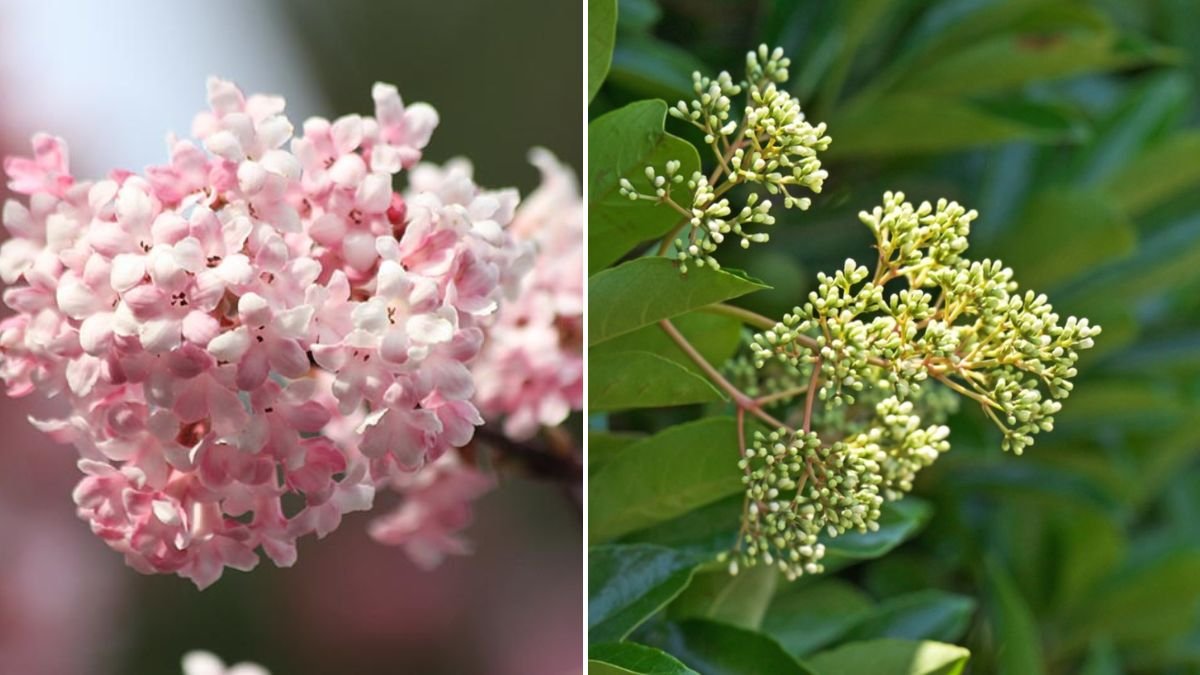 Why Viburnum Should Be Your Must-Have Winter Plant