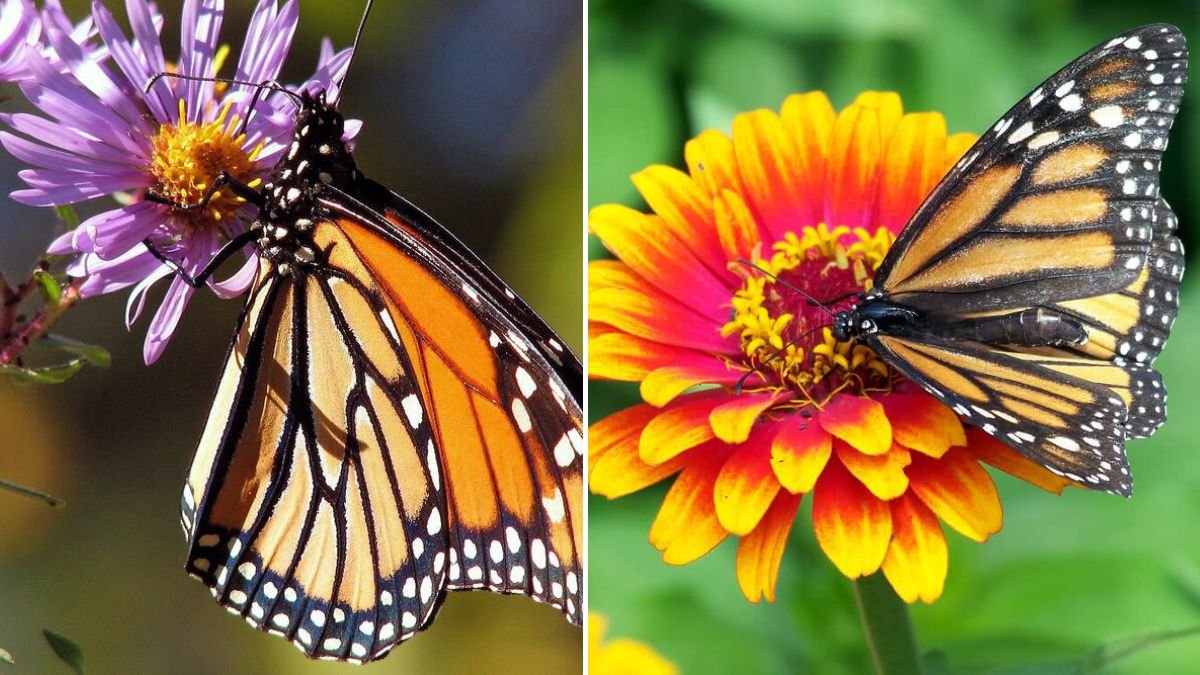 10 Simple Ways to Attract More Butterflies to Your Garden