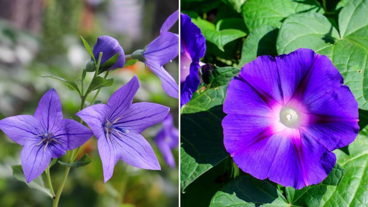 Transform Your Space With 14 Beautiful Purple Water Plants — Ultimate Guide for 2026