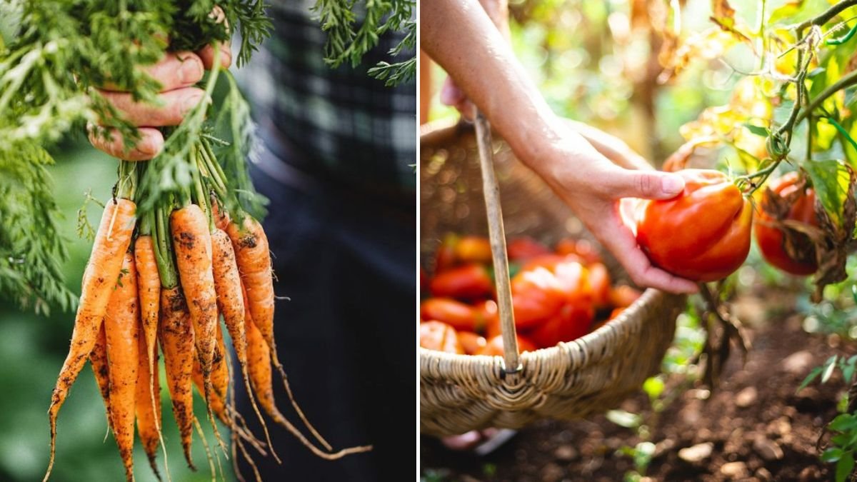Do These 5 Things to Grow More Veggies All Season — Proven Tips for Bountiful Harvests