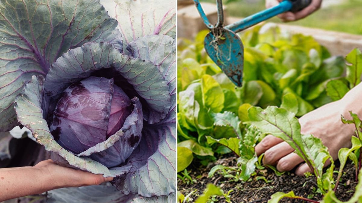 My #1 Variety for Every Crop — 36 Best Vegetables for Self-Sufficiency (2026 Guide)