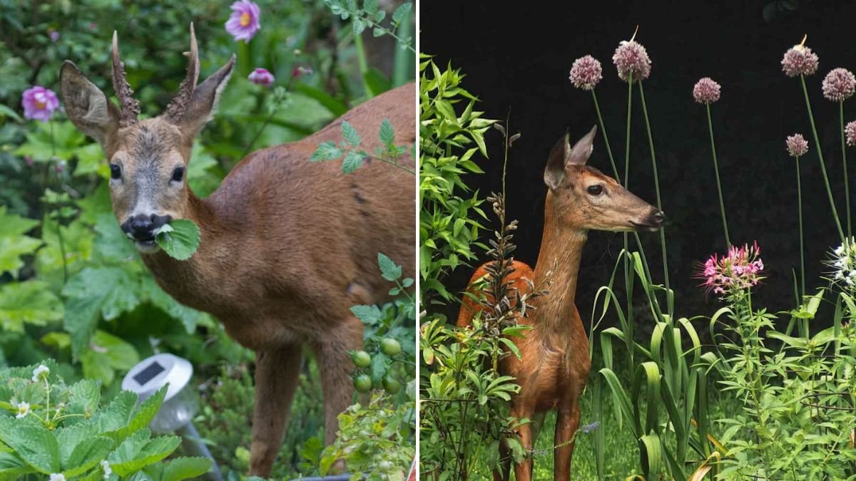 [FOCUS KEYWORD]: 10 Deer-Resistant Plants and Traits That Keep Deer Out of Your Garden