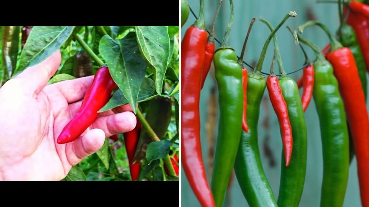[FOCUS KEYWORD]: How to Grow Chilli Peppers All Year Round — From Seed to Harvest