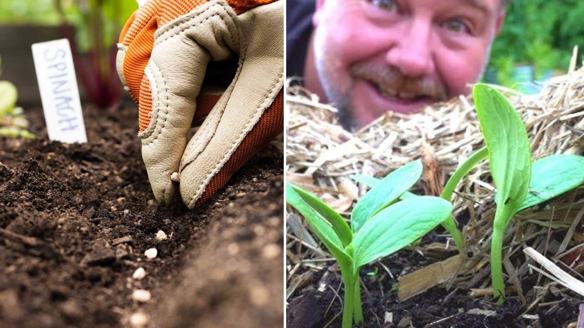 [FOCUS KEYWORD]: The Ultimate Guide to Direct Sowing All Your Vegetable Seeds Into the Garden