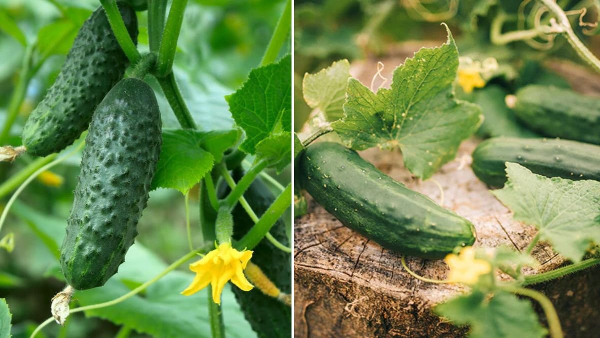 [FOCUS KEYWORD]: How to Grow Cucumbers from Seed to Harvest — A Complete Guide