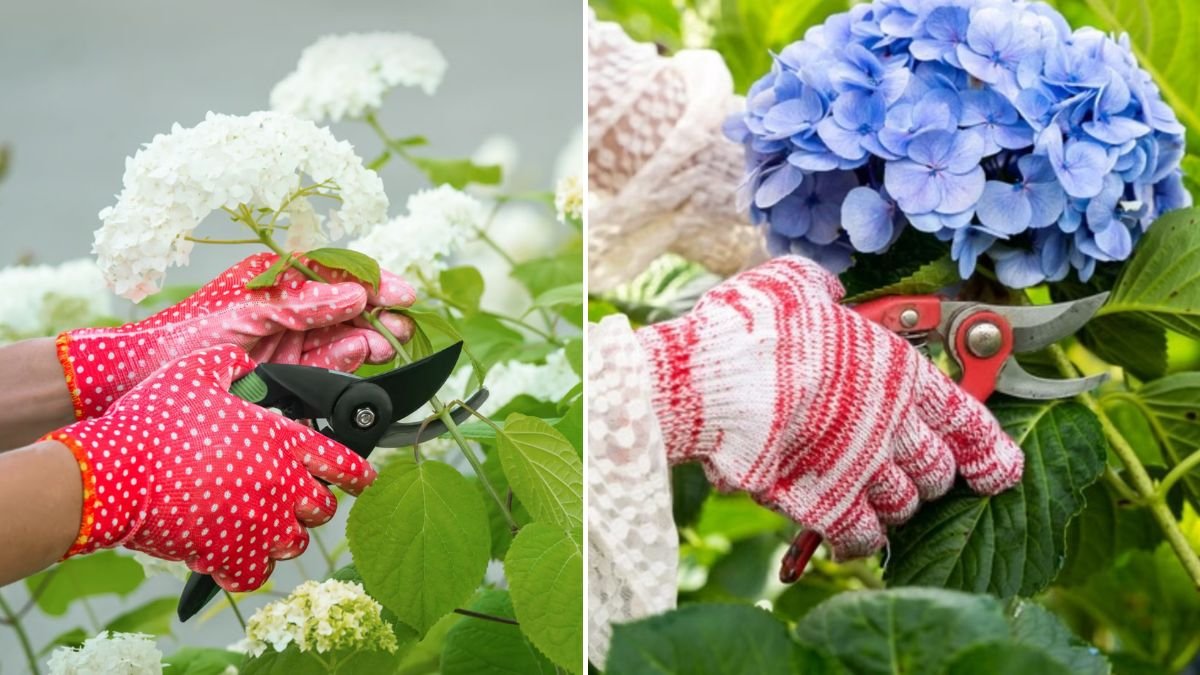 [FOCUS KEYWORD]: Pruning Hydrangea Paniculata Correctly for More Flowers